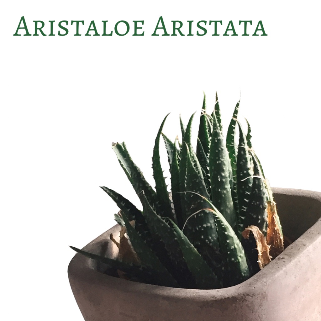 artistaloe aristata