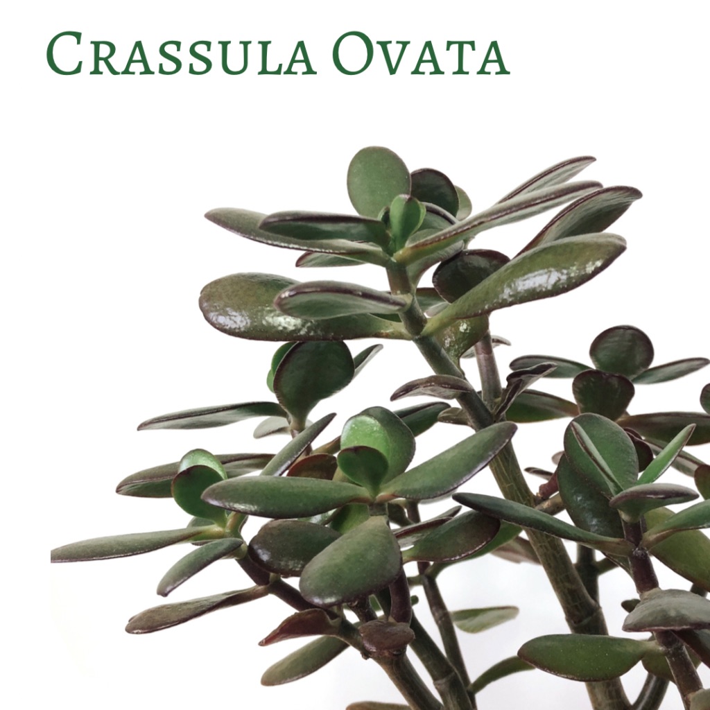 crassula ovata