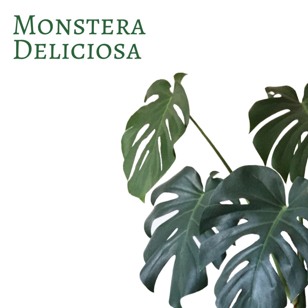 monstera deliciosa
