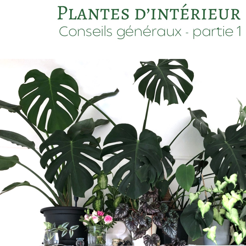 plantes