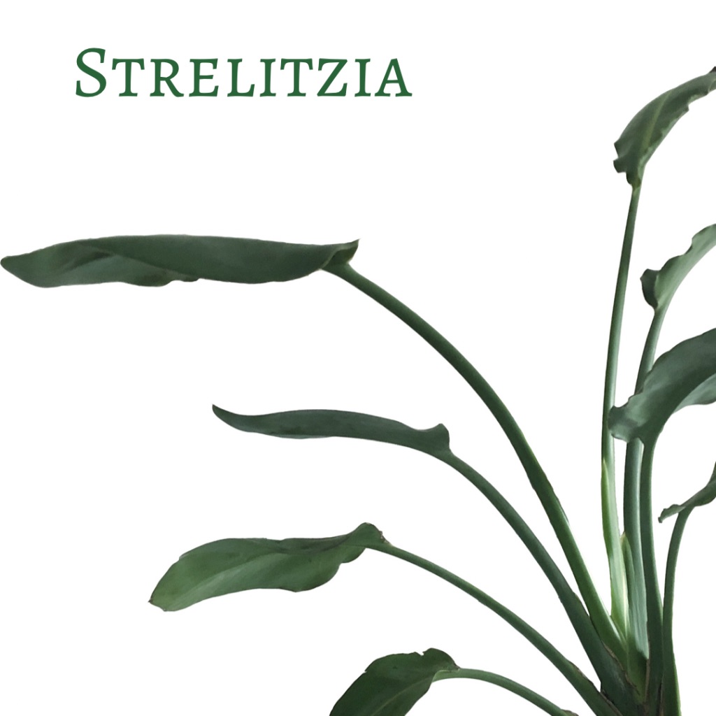 strelitzia