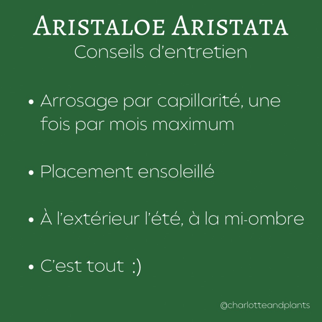 conseils aloe