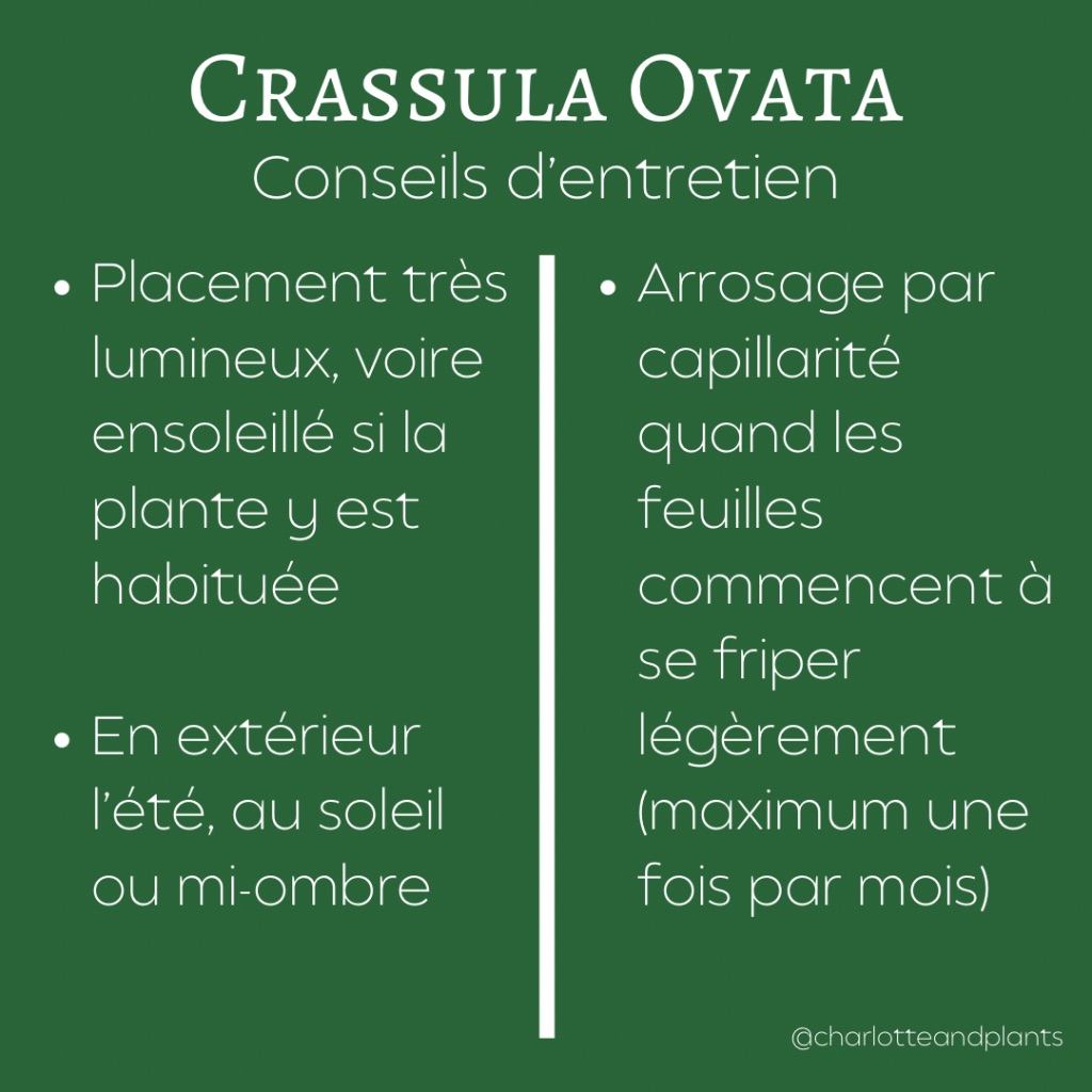 conseils crassula