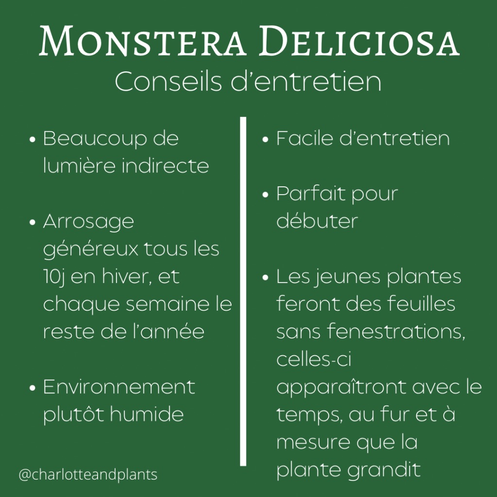 conseils monstera