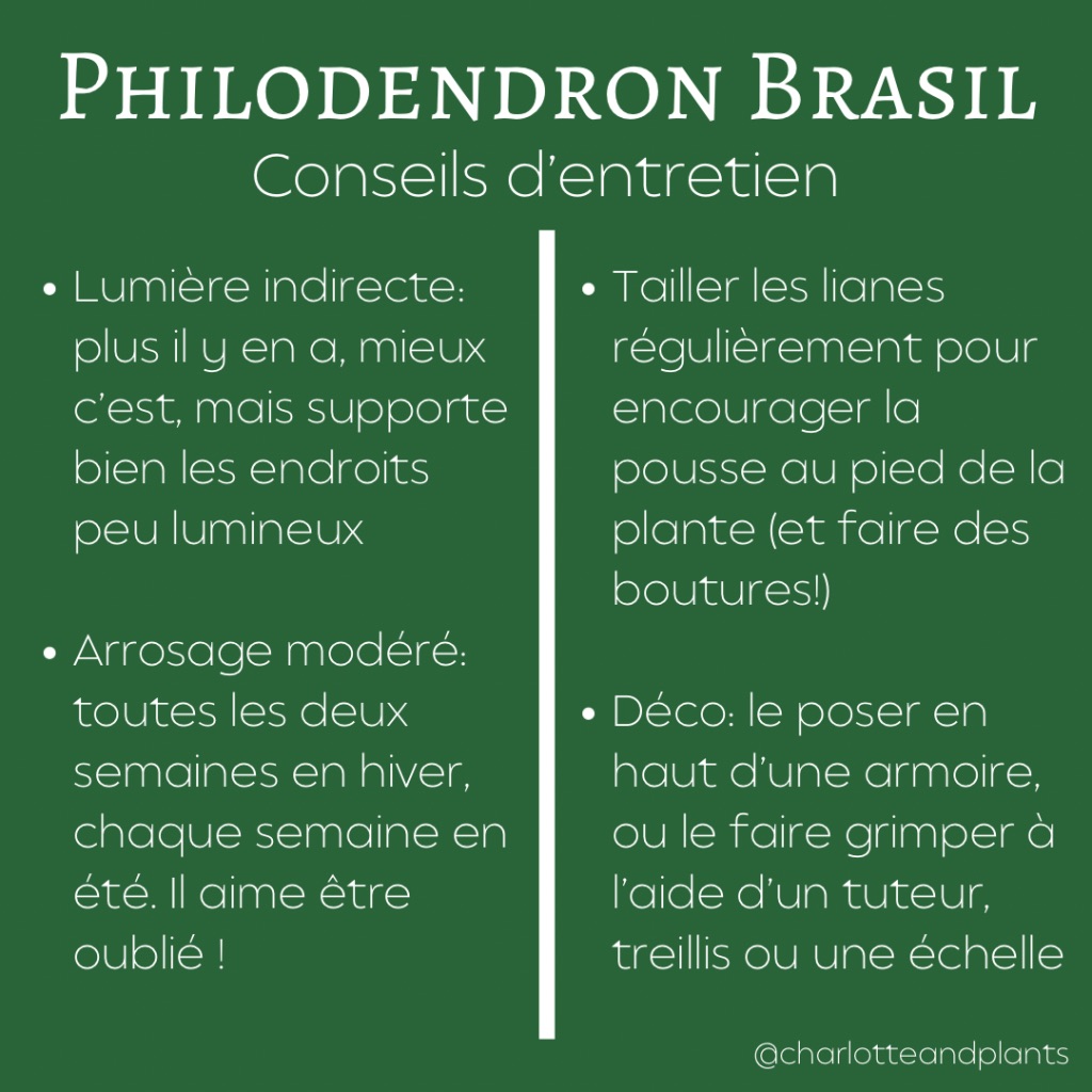 conseils philo brasil