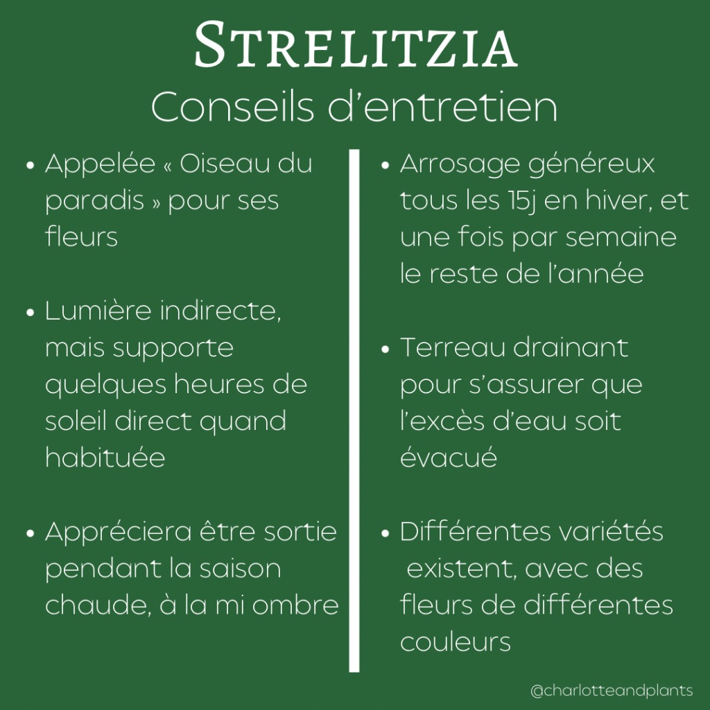 conseils strelitzia